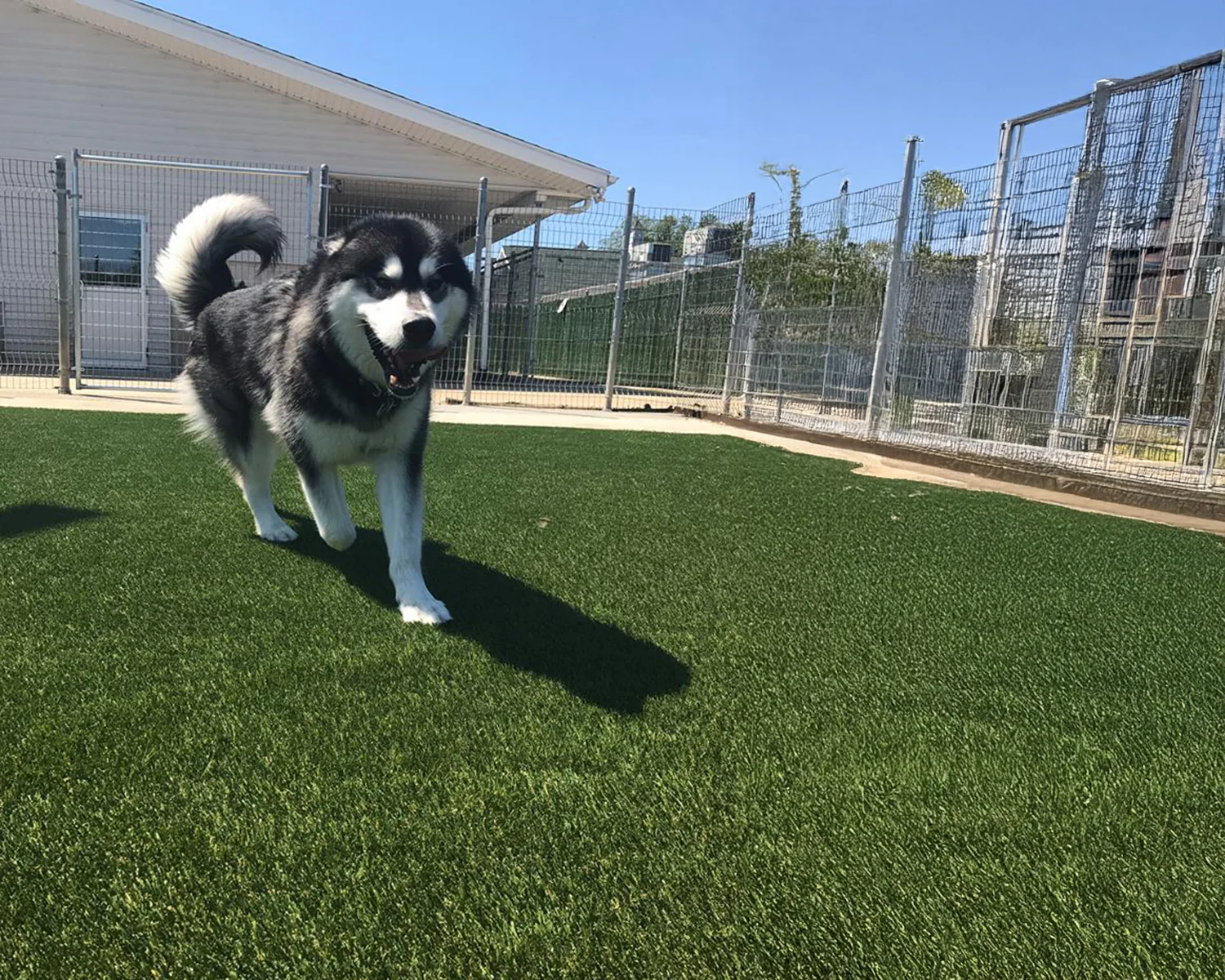 Pet-Proof Your Sarasota Yard with Artificial Grass